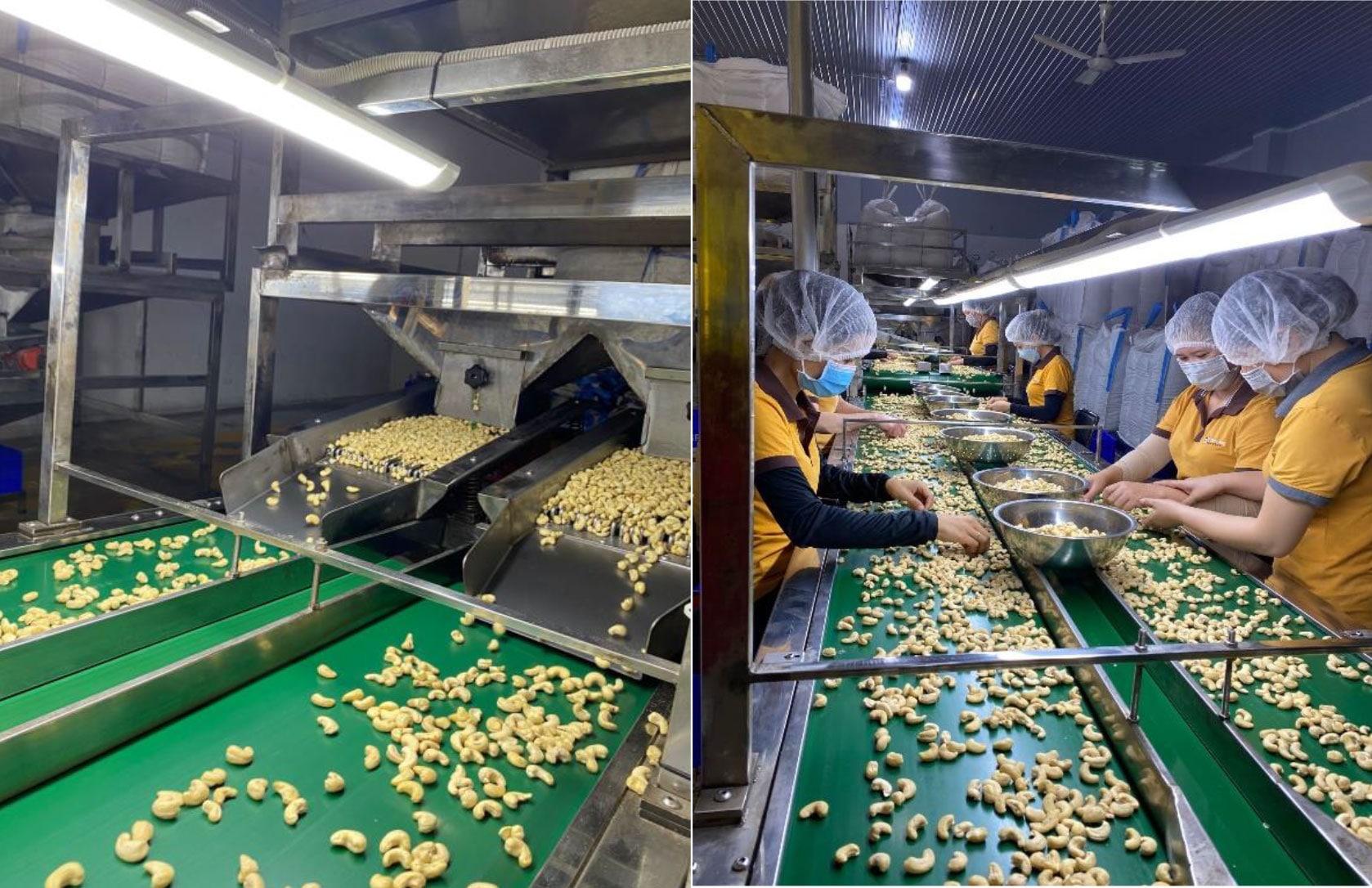 Tuyển chọn nguyên liệu